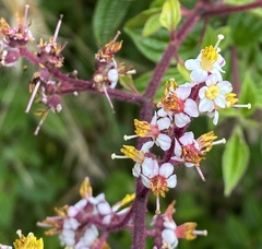 Miconia