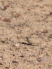 Artemisiospiza nevadensis