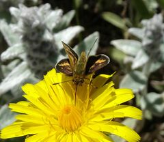 Taractrocera papyria