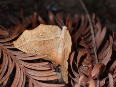 Tetracis jubararia