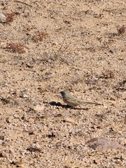 Artemisiospiza nevadensis