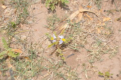 Solanum juvenale