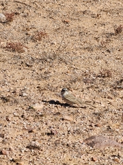 Artemisiospiza nevadensis