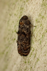 Corocosma memorabilis