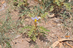 Solanum juvenale