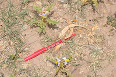 Solanum juvenale
