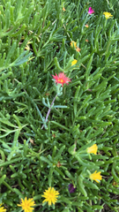 Malephora crocea