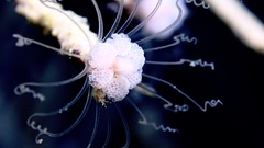 Ralpharia gorgoniae