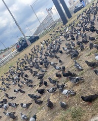 Columba livia domestica