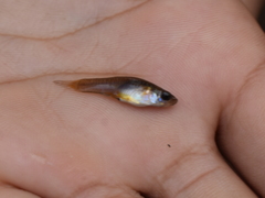 Poecilia caucana