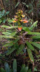 Guzmania squarrosa