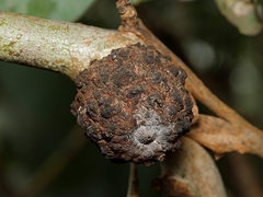 Apiomorpha strombylosa