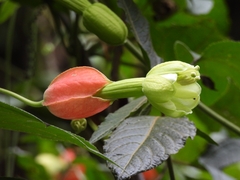 Passiflora ampullacea