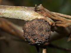 Apiomorpha strombylosa
