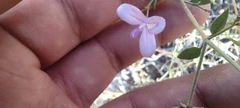 Carlowrightia serpyllifolia