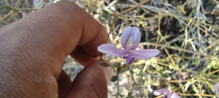 Carlowrightia serpyllifolia