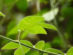 Passiflora ampullacea