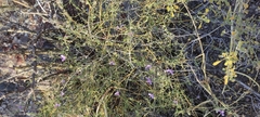 Carlowrightia serpyllifolia