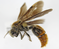 Sphaeropthalma marpesia