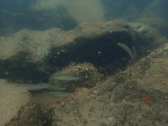 Atherinops affinis