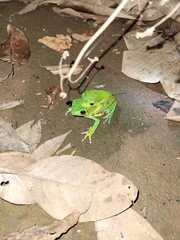 Phyllomedusa burmeisteri