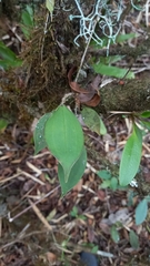Lepanthes