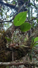 Lepanthes