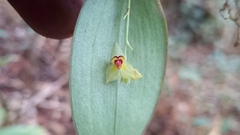 Lepanthes