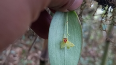 Lepanthes