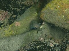 Hypsoblennius gentilis