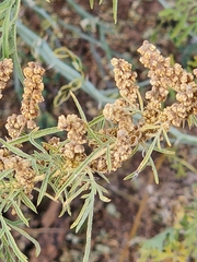 Ambrosia confertiflora