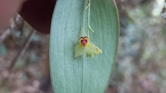 Lepanthes