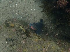 Hypsoblennius gentilis