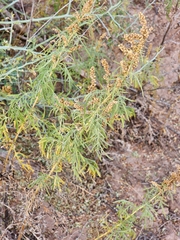 Ambrosia confertiflora
