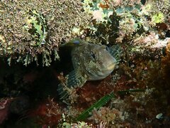 Hypsoblennius gentilis