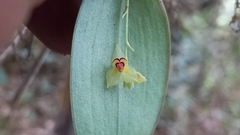 Lepanthes