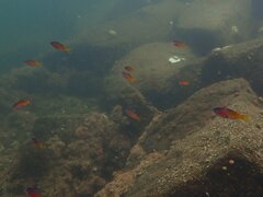 Chromis punctipinnis