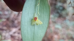 Lepanthes