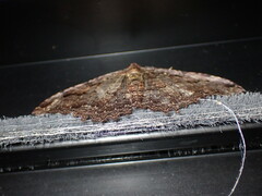 Triphosa