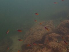 Chromis punctipinnis