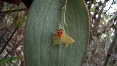 Lepanthes