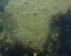 Chromis punctipinnis