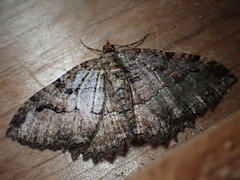 Triphosa