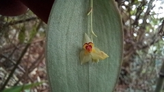 Lepanthes