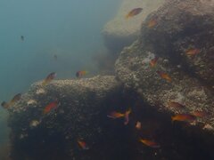 Chromis punctipinnis