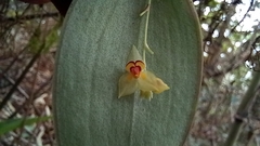 Lepanthes