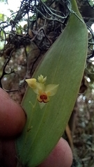 Lepanthes