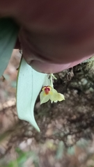 Lepanthes