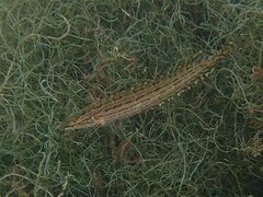 Heterostichus rostratus