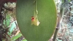 Lepanthes